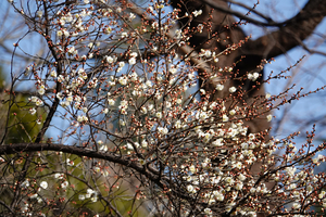 001_260113005 X900 〇早咲きの梅 テニスコート前 保土ヶ谷公園冬景色 RX10M4.jpg