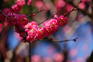 012_260113072 X900 ◎梅園 八重寒紅 保土ヶ谷公園 RX10M4.jpg