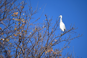 036_251201101 X900 〇Z50 Z50-250.jpg