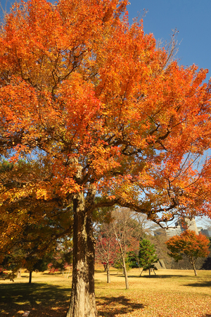 049_251201235 X900 〇トウカエデ 蓮池濠 G7X.jpg