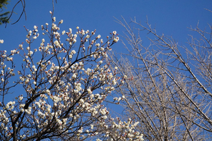 018_260113096 X900 〇白梅と銀杏の枯れ木 保土ヶ谷公園 RX10M4.jpg
