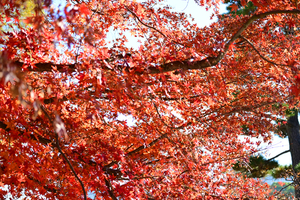 020_251201049m X900 〇イロハモミジ Z50 Z50-250.jpg