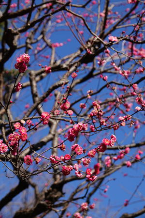 013_260113075 X900 ◎梅園 八重寒紅 保土ヶ谷公園 RX10M4.jpg