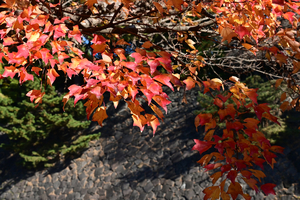 033_251201089 X900 〇トウカエデZ50 Z50-250.jpg