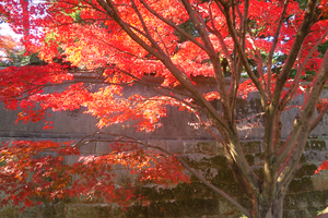 025_251201223 X900 〇イロハモミジ  G7X.jpg