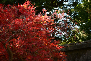 030_251201081 X900 ▲紅枝垂モミジ Z50 Z50-250.jpg