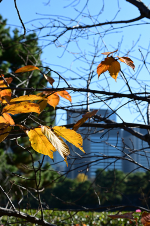 058_251201184 X900 〇桜紅葉 平川壕 Z50 Z50-250.jpg