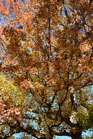 044_251201129 X900 〇乾通り トウカエデ Z50 Z50-250 - コピー.jpg