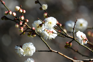 003_260113010 X900 〇保土ヶ谷公園冬景色 RX10M4.jpg