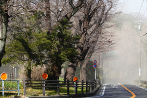 021_260113111 X900 ◎砂煙 保土ヶ谷公園 RX10M4.jpg