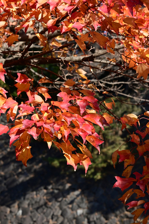 034_251201090 X900 〇トウカエデZ50 Z50-250.jpg