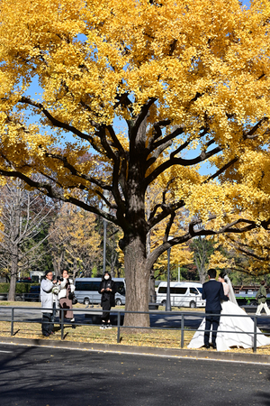 010_251201019 X900 〇東京駅行幸通り Z50 Z50-250.jpg