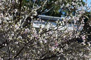 039_251201106 X900 〇四季桜と富士見多聞 Z50 Z50-250.jpg