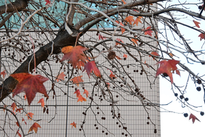 009_251228048 X900 YBP Z30 Z16-50.jpg