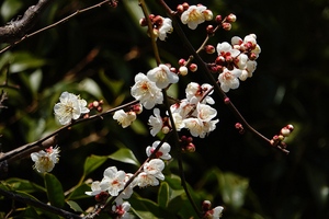 009_260205099 X900 翁 梅園 保土ヶ谷公園 RX10M4.jpg