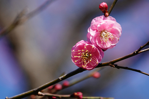 002_260117005 X900 ◎別角晩水保土ヶ谷公園 RX10M4.jpg