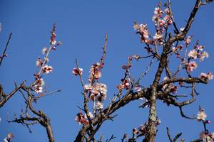001_260117002 X900 ◎保土ヶ谷公園 RX10M4.jpg