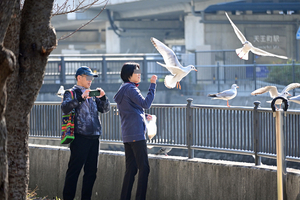 012_251231030 X900 ◎帷子川 ユリカモメ Z50 Z50-250.jpg