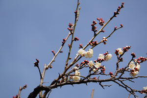 008_260205096 X900 ○翁 梅園 保土ヶ谷公園 RX10M4.jpg