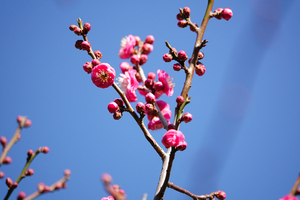 006_260117014 X900 ○桜鏡 保土ヶ谷公園 RX10M4.jpg