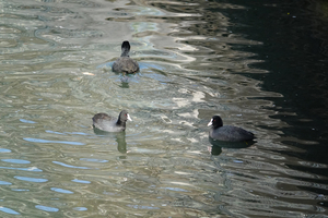 005_260125026 X900 オオバン 帷子川 RX10M4.jpg