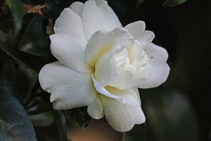 013_260125058 X900 白い椿 神明社 RX10M4.jpg