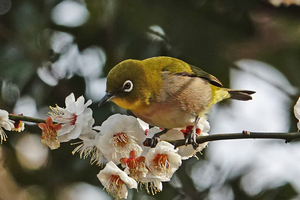 024_260205186tm X900 ◎メジロ 保土ヶ谷公園RX10M4.jpg