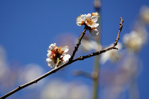 004_260117010 X900 ○浜千鳥 保土ヶ谷公園 RX10M4.jpg