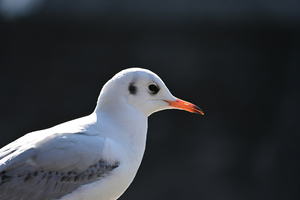 015_251231056 X900 ◎帷子川 ユリカモメ Z50 Z50-250.jpg