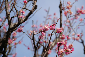 007_260205088 X900 ◎道知辺 梅園 保土ヶ谷公園 RX10M4.jpg