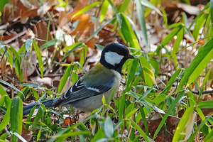 020_260205137tm X900 ◎シジュウカラ 保土ヶ谷公園RX10M4.jpg