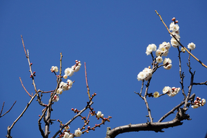003_260117006 X900 ◎八重野梅 保土ヶ谷公園 RX10M4.jpg