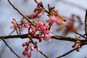 002_260205021 X900 ○河津桜 保土ヶ谷公園 RX10M4.jpg
