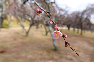 011_260205108 X900 ◎玉光枝垂 梅園 保土ヶ谷公園 RX10M4.jpg