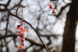 010_260205102 X900 ◎玉光枝垂 梅園 保土ヶ谷公園 RX10M4.jpg