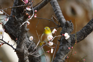 022_260205160 X900 ◎メジロ 保土ヶ谷公園RX10M4.jpg