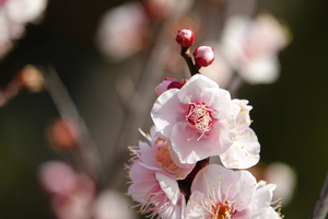 014_260205114m X900 ◎三吉野 梅園 保土ヶ谷公園 RX10M4.jpg