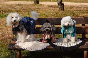 016_260205119 X900 ◎3匹のトイプードル 梅園 保土ヶ谷公園RX10M4.jpg