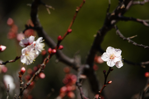 009_260117019 X900 白加賀 保土ヶ谷公園 RX10M4.jpg