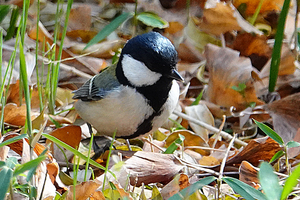 021_260205154tm X900 ◎シジュウカラ 保土ヶ谷公園RX10M4.jpg