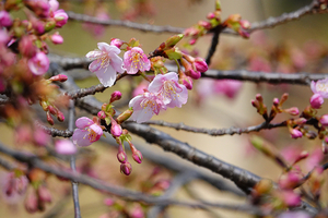 001_260205002 X900 河津桜 保土ヶ谷公園 RX10M4.jpg