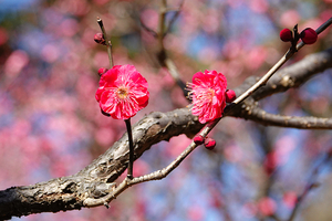 014_260117038ts X900 ◎鹿児島紅 保土ヶ谷公園 RX10M4.jpg