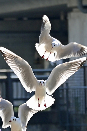013_251231032t X900 〇帷子川 ユリカモメ Z50 Z50-250.jpg