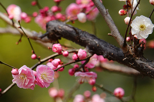 018_260205127tm X900 ◎思いのまま 梅園 保土ヶ谷公園RX10M4.jpg