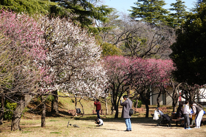 011_260117021 X900 ○保土ヶ谷公園 RX10M4.jpg