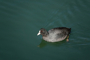 004_260125023 X900 オオバン 帷子川 RX10M4.jpg