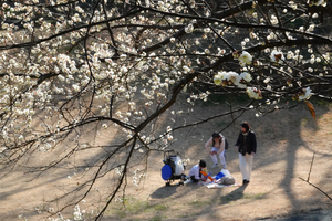 017_260117049 X900 ○テニスコートの八重野梅 保土ヶ谷公園 RX10M4.jpg