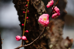 012_260205109t X900 ◎呉服枝垂 梅園 保土ヶ谷公園 RX10M4.jpg