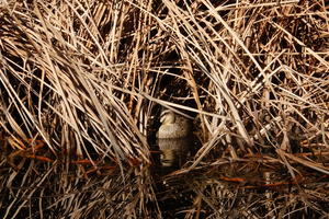016_260117047 X900 ○カルガモ 上池 保土ヶ谷公園 RX10M4.jpg