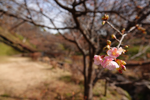 005_260205067 X900 ◎河津桜 保土ヶ谷公園 RX10M4.jpg